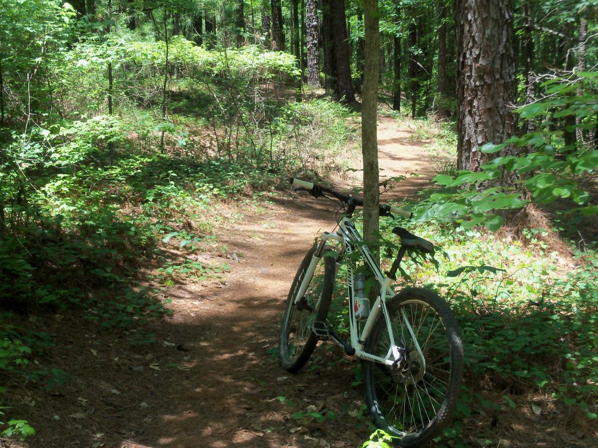 A mountain bike leaning against a tree along a dirt path in a lush green forest. Sunlight filters through the trees, illuminating the surrounding foliage. Bartram Trail / West Dam / Wildwood Park mountain bike trail.