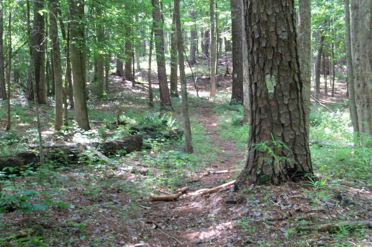 A serene forest scene featuring a winding dirt path surrounded by tall trees and lush greenery. Sunlight filters through the leafy canopy, illuminating the forest floor, which is covered in leaves and small plants. A variety of textures from tree trunks and foliage create a natural, tranquil atmosphere. Lick Fork (Horn Creek) mountain bike trail.