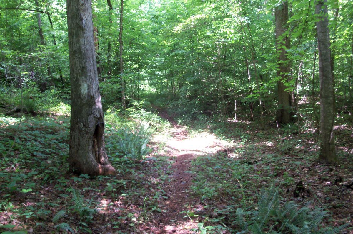 A dirt path winding through a lush green forest, flanked by tall trees and dense undergrowth, with sunlight filtering through the leaves. Lick Fork (Horn Creek) mountain bike trail.
