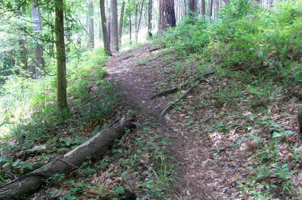 A narrow dirt path winding through a lush green forest, surrounded by trees, ferns, and fallen leaves. Sunlight filters through the canopy, creating a dappled effect on the ground. Lick Fork (Horn Creek) mountain bike trail.