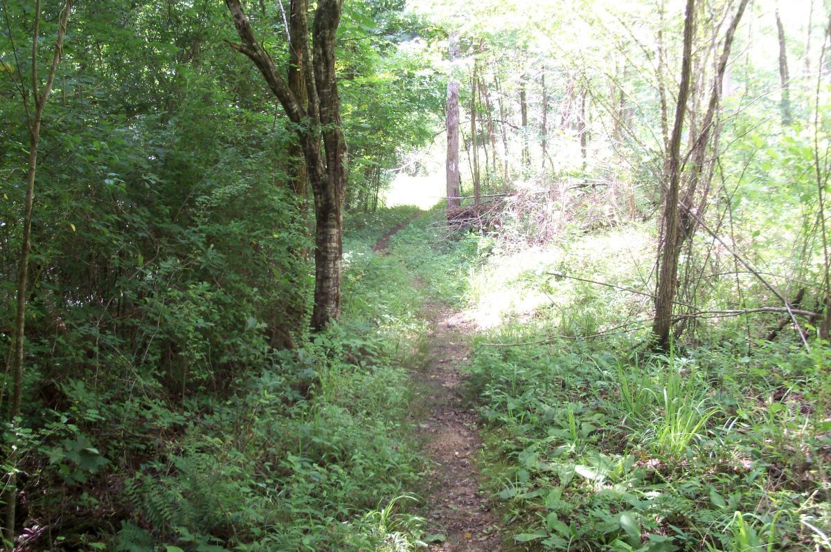 A narrow dirt path winding through a sunny, green forest, surrounded by trees and dense foliage. The trail is partially shaded, leading into a brighter area ahead, suggesting a peaceful and natural environment. Lick Fork (Horn Creek) mountain bike trail.