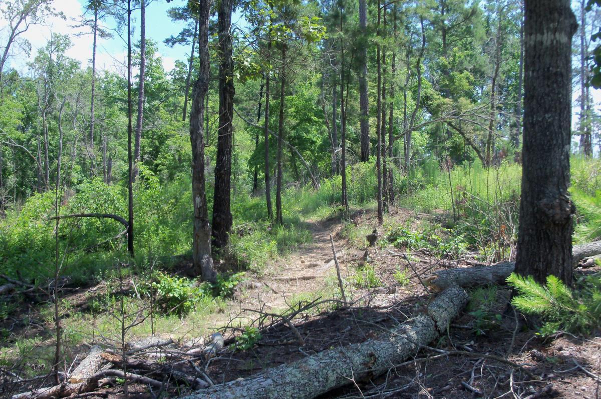A winding dirt path through a lush green forest, surrounded by tall trees and underbrush. Sunlight filters through the canopy, creating dappled light on the ground, while fallen branches and logs are scattered along the trail. Lick Fork (Horn Creek) mountain bike trail.