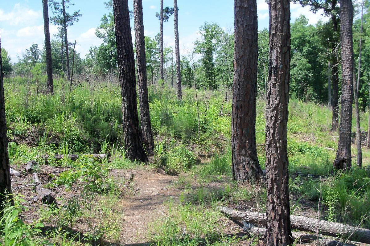 A sunny forest path surrounded by tall pine trees and lush green underbrush, with scattered fallen logs and a clear blue sky above. Lick Fork (Horn Creek) mountain bike trail.