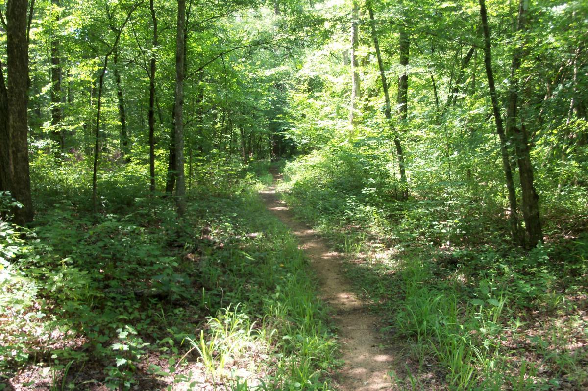 A narrow dirt path winding through a lush green forest, surrounded by tall trees and dense underbrush under bright sunlight. Lick Fork (Horn Creek) mountain bike trail.