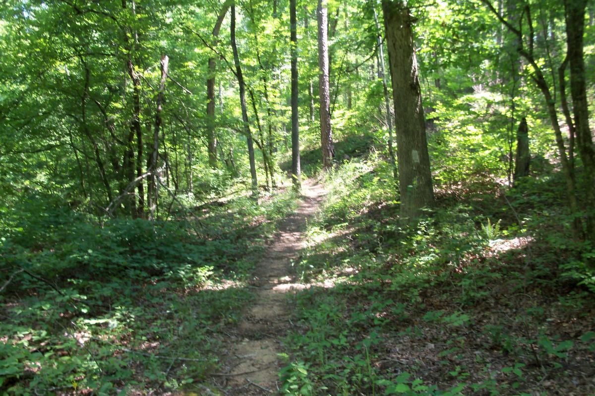 A narrow dirt path winding through a lush green forest, surrounded by tall trees and dense undergrowth, in bright daylight. Lick Fork (Horn Creek) mountain bike trail.