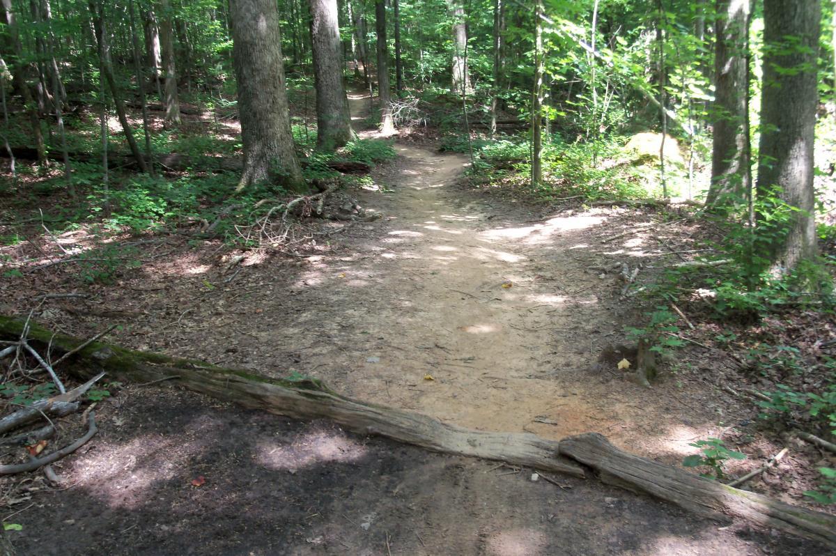 A winding dirt trail through a lush green forest, bordered by tall trees and undergrowth, with a log lying across the path. Sunlight filters through the leaves, casting dappled shadows on the ground. Colonel Francis Beatty Park mountain bike trail.