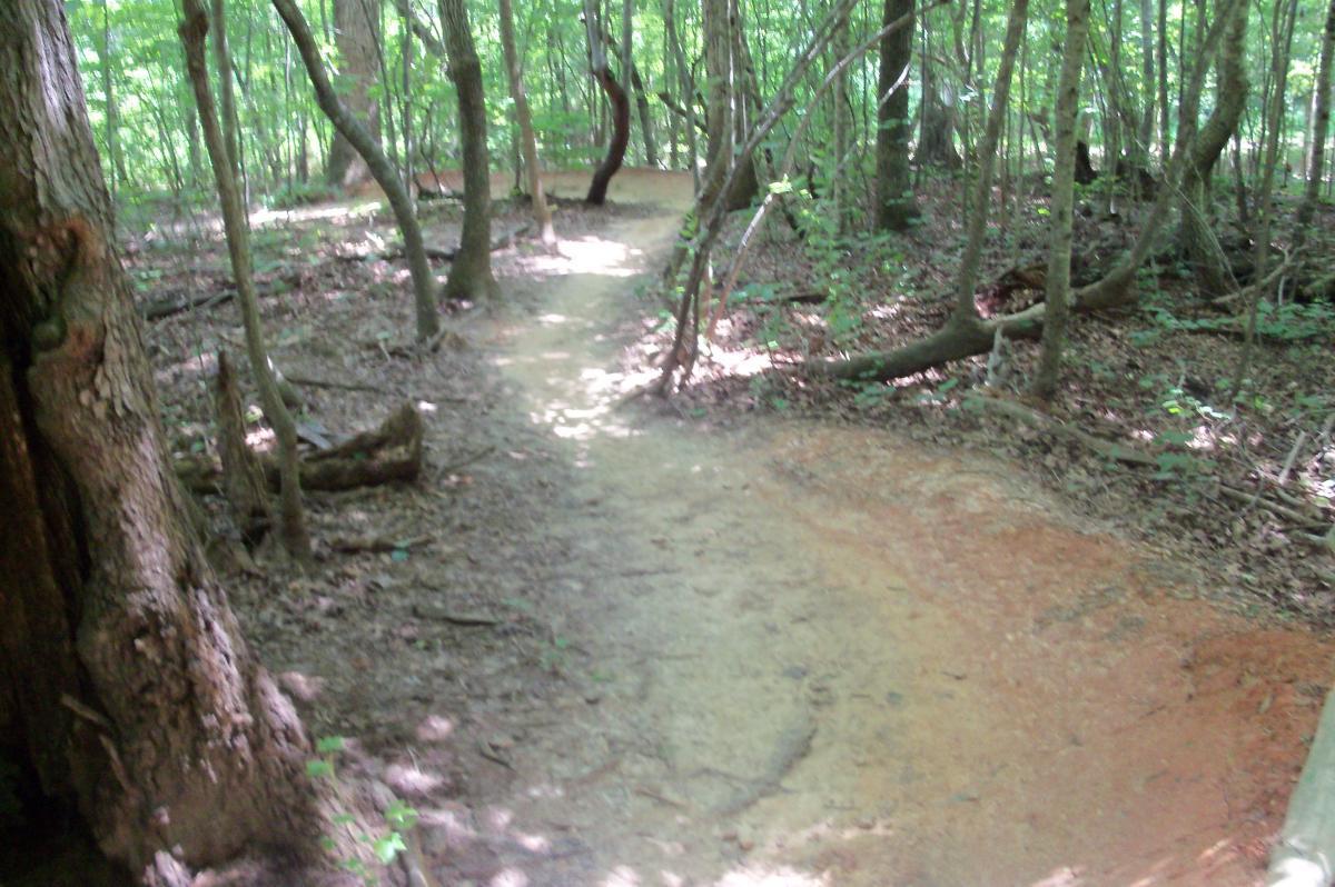A dirt path winding through a wooded area, surrounded by trees and undergrowth, with dappled sunlight filtering through the leaves. Colonel Francis Beatty Park mountain bike trail.