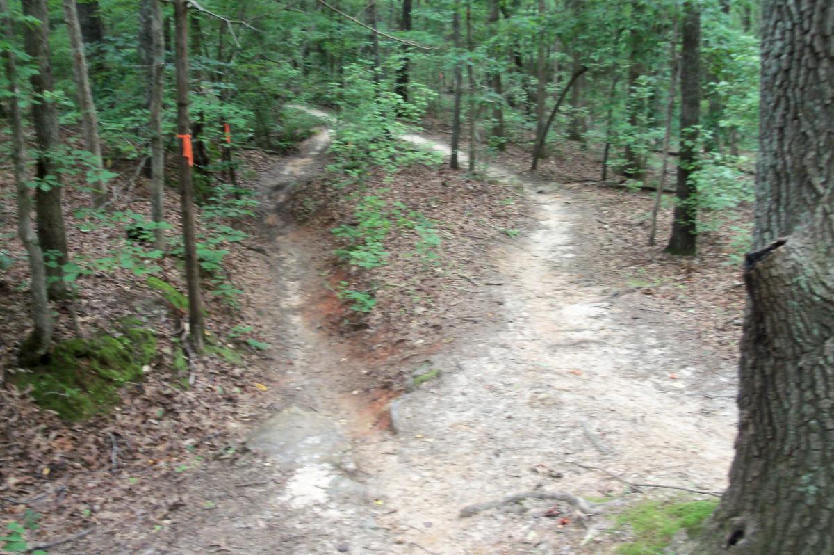 A forest pathway diverging into two routes, surrounded by lush greenery and leafy ground cover. Orange markers are visible along the path, indicating trail directions. Colonel Francis Beatty Park mountain bike trail.