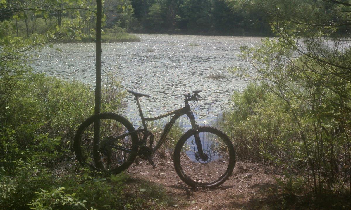 Giant Trance X 29er: A mountain bike leaning against a tree, positioned near a serene pond surrounded by lush greenery and lily pads, under a sunny sky.