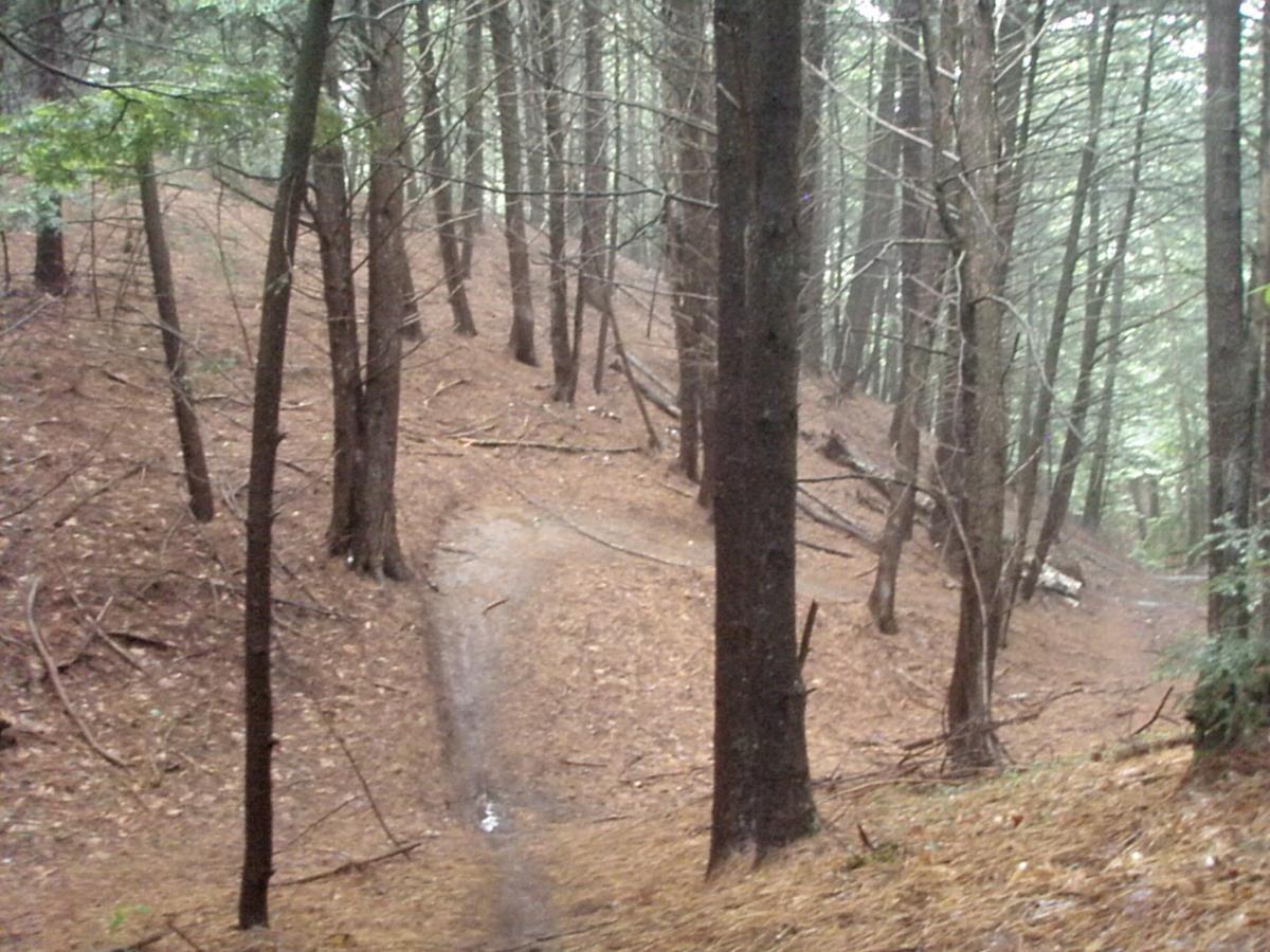 A winding path through a dense forest of tall trees, with a carpet of brown needles on the ground. The scene is slightly misty, suggesting a cool, damp atmosphere, and the foliage appears lush and green. The terrain has a gentle slope, leading deeper into the tranquil woods. Franklin Falls mountain bike trail.