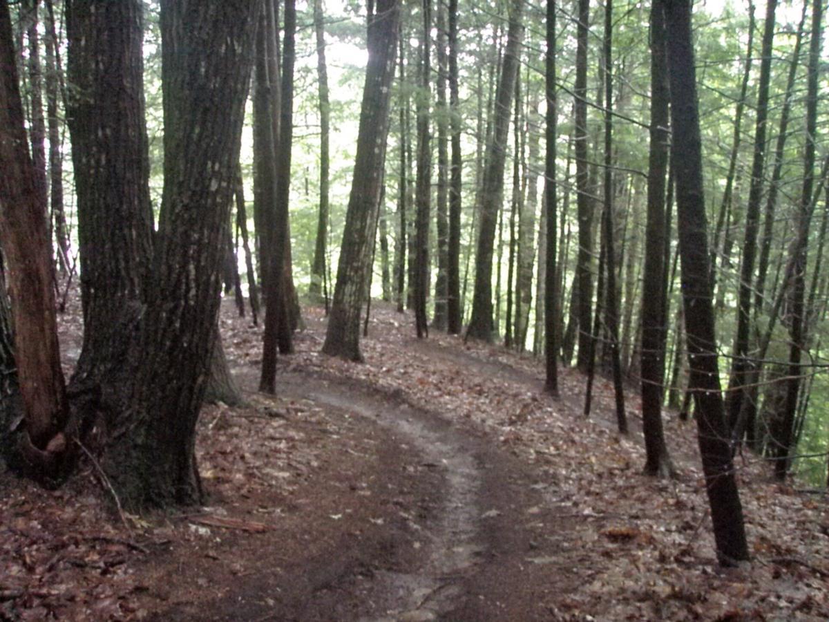 A winding dirt path through a forest with tall trees. The ground is covered with fallen leaves, and the area is illuminated by soft light filtering through the tree canopy. Franklin Falls mountain bike trail.