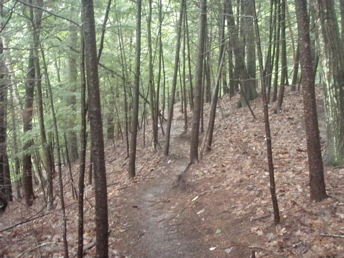 A narrow dirt path winding through a dense forest, with tall trees and scattered fallen leaves on the ground. The scene is lush and green, suggesting a serene and tranquil outdoor environment. Franklin Falls mountain bike trail.