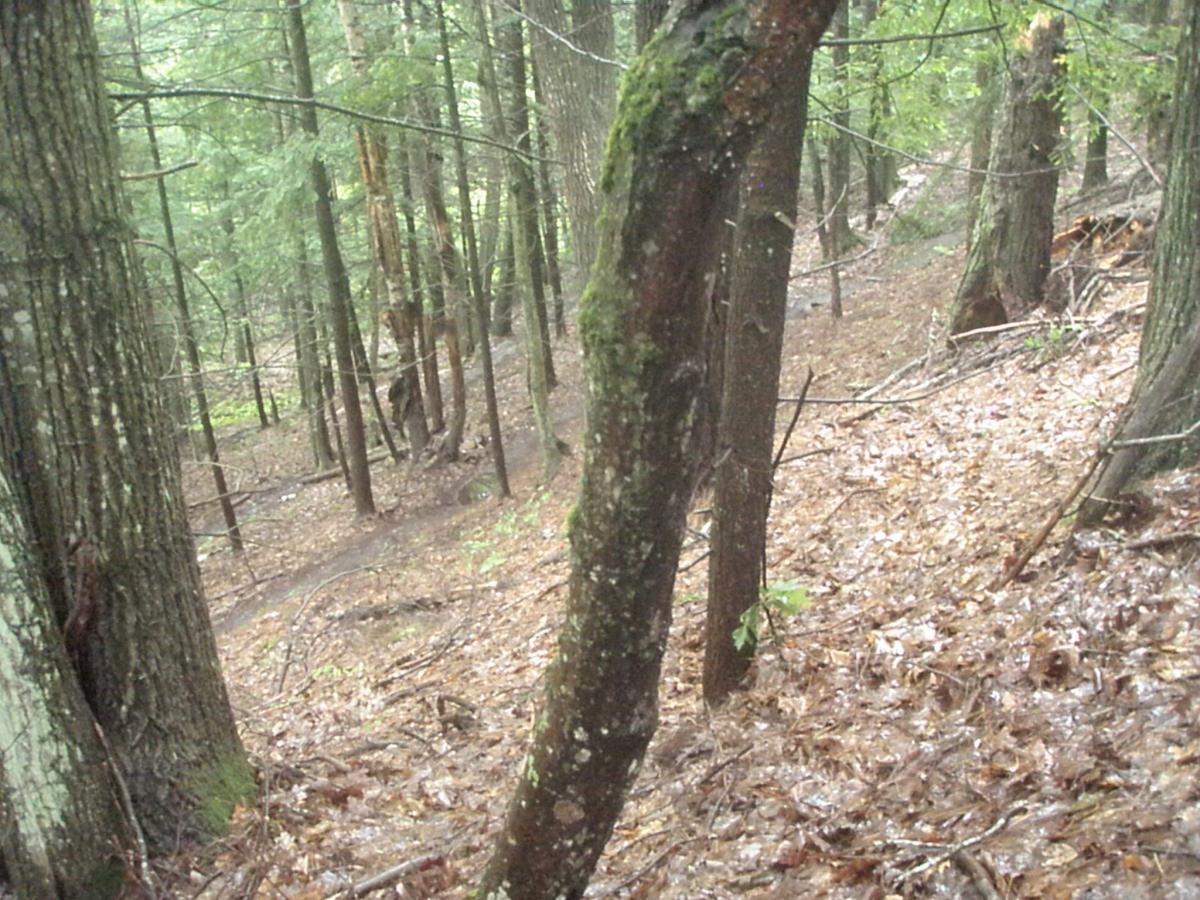 A dense forest scene with tall trees, a sloping ground covered in fallen leaves and twigs, and a wet, glistening surface indicating recent rain. Franklin Falls mountain bike trail.