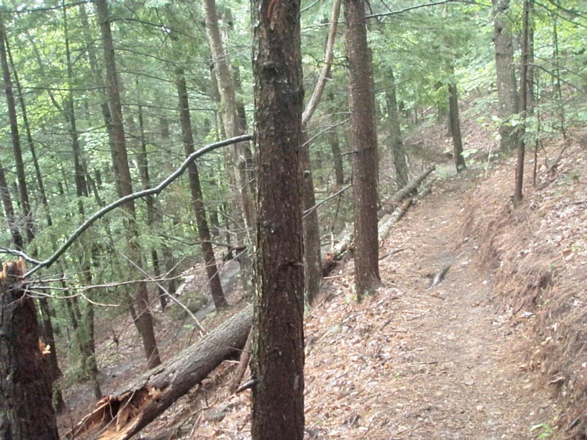 A wooded trail winding through a forest, surrounded by tall trees and fallen branches, with a layer of pine needles covering the ground. Franklin Falls mountain bike trail.
