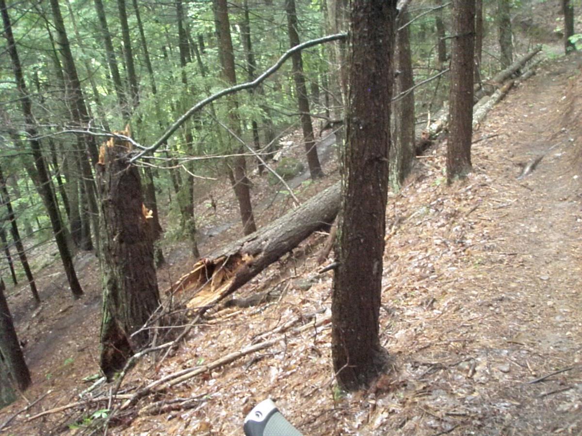 A forest scene with tall trees, some of which show signs of damage. A broken tree trunk lies on the ground, and a small section of the path is visible, covered in fallen leaves and twigs. The foliage is lush and green, indicating a dense woodland area. Franklin Falls mountain bike trail.