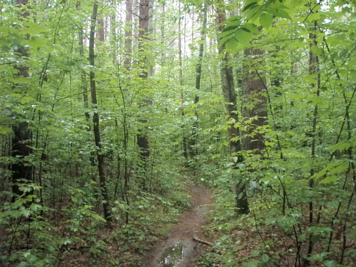 A lush green forest with a narrow dirt path winding through trees. The dense foliage includes various shades of green leaves, and the ground is slightly muddy with some puddles visible. The scene conveys a tranquil and natural environment. Franklin Falls mountain bike trail.