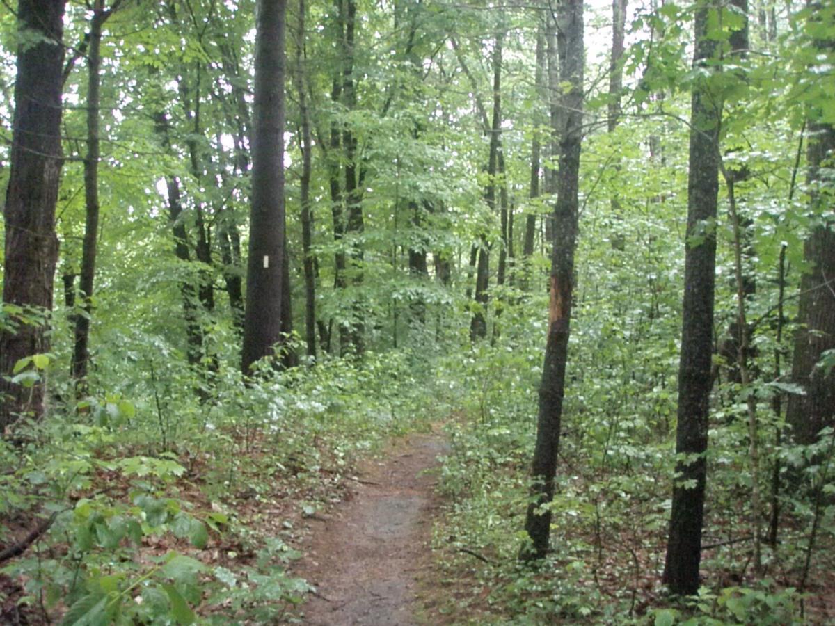 A narrow dirt path winding through a lush, green forest filled with tall trees and dense underbrush. The scene is serene, with vibrant leaves and a peaceful atmosphere indicative of a typical woodland setting. Franklin Falls mountain bike trail.