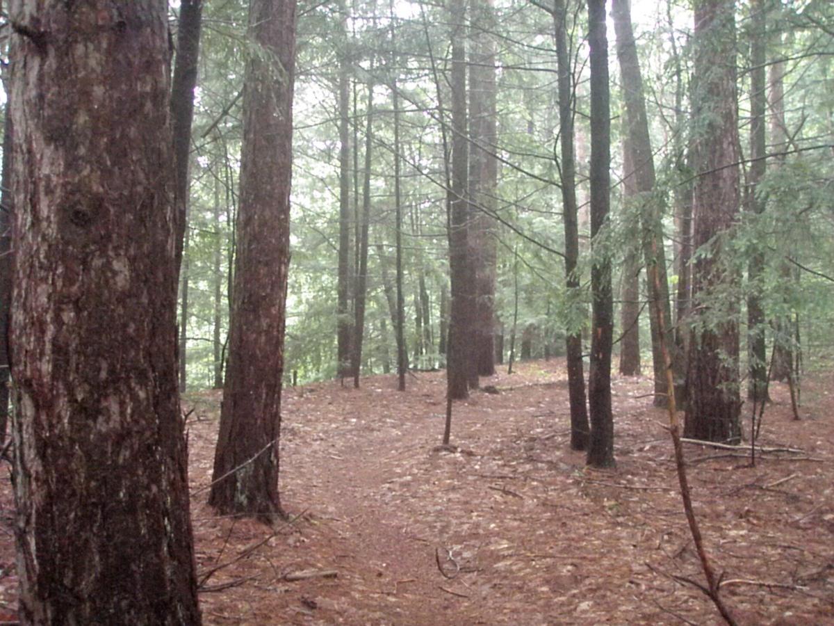 A misty forest scene featuring tall trees with thick trunks and a soft, earthy path winding through the underbrush. The atmosphere is serene and quiet, with diffused light filtering through the foliage. Franklin Falls mountain bike trail.
