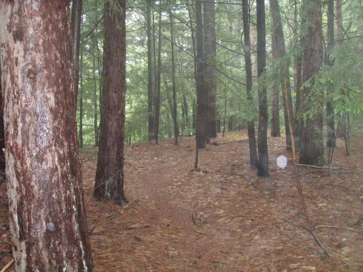 A misty forest scene featuring tall trees with textured bark and a carpet of pine needles on the ground. A winding path leads deeper into the woods, surrounded by lush greenery and a soft fog. Franklin Falls mountain bike trail.