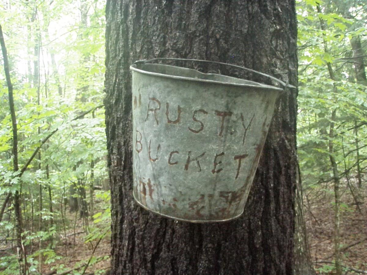 A rusty metal bucket hanging from a tree in a dense, green forest. The words "RUSTY BUCKET" are etched into the side of the bucket. Surrounding foliage is lush and vibrant, indicating a natural and tranquil setting. Franklin Falls mountain bike trail.