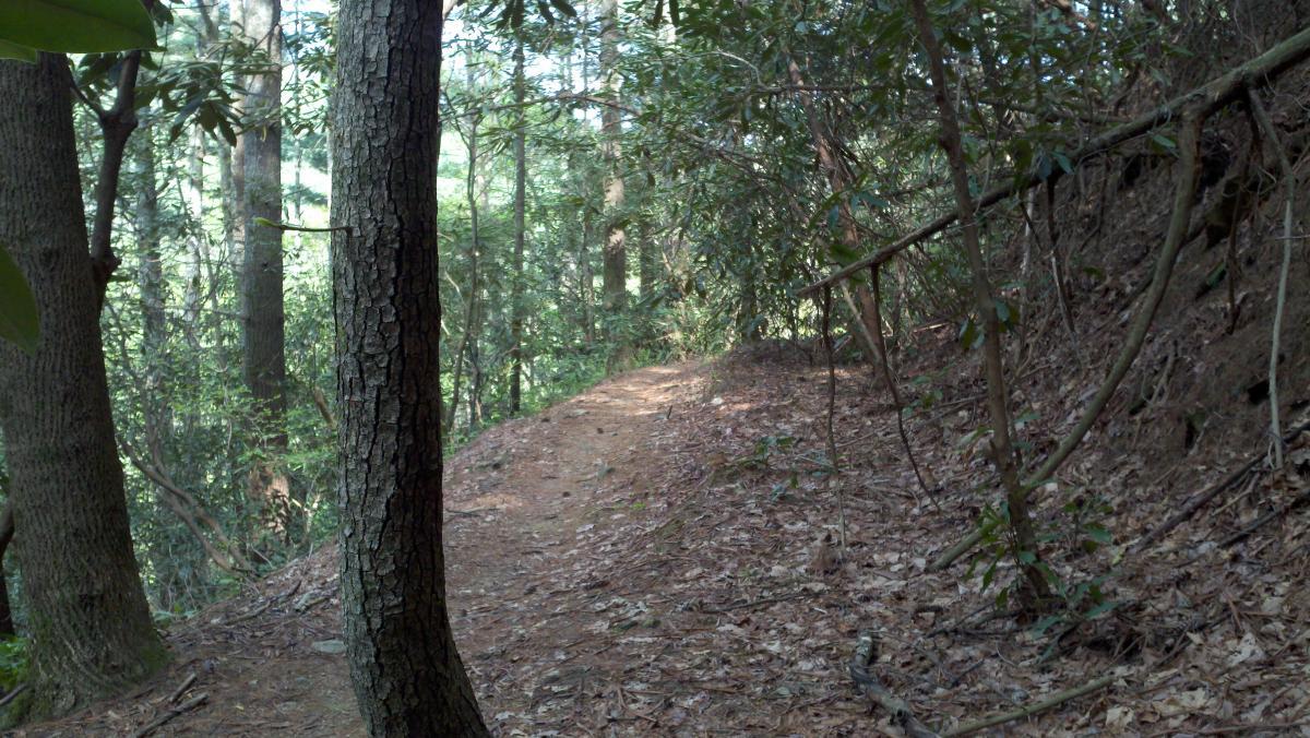 A narrow dirt trail winding through a forest, flanked by tall trees and dense foliage. Sunlight filters through the leaves, creating a serene and natural atmosphere. The forest floor is covered with fallen leaves and small twigs. Pinhoti Trail: P1 / Bear Creek Pinhoti mountain bike trail.