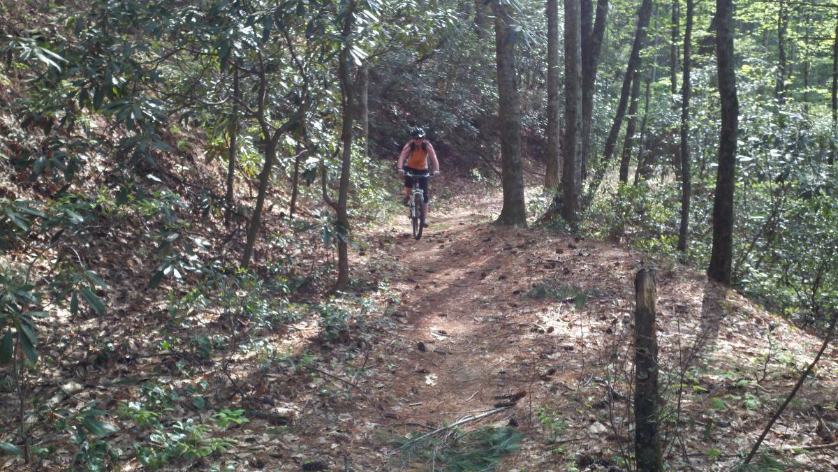 A mountain biker riding along a narrow dirt trail surrounded by trees and dense underbrush in a forest setting. Sunlight filters through the leaves, illuminating the path covered with fallen leaves and pinecones. Pinhoti Trail: P1 / Bear Creek Pinhoti mountain bike trail.