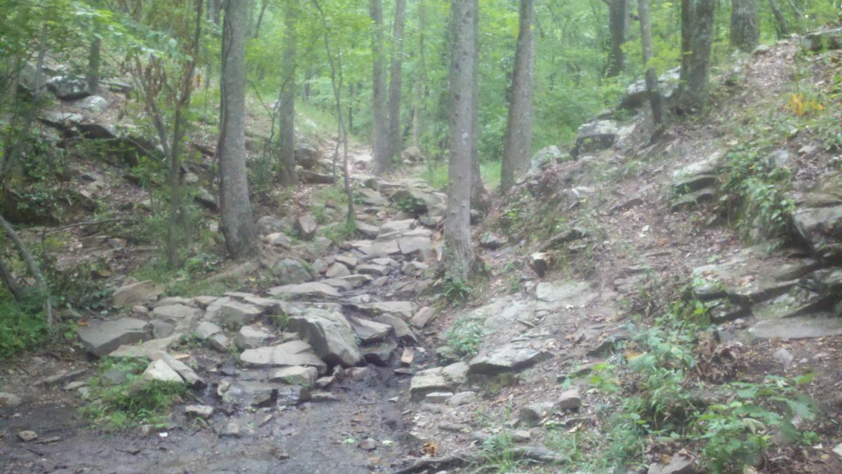 A rocky path surrounded by trees in a wooded area, with a small stream running through the center and leaves and vegetation scattered along the ground. Oak Mountain State Park mountain bike trail.