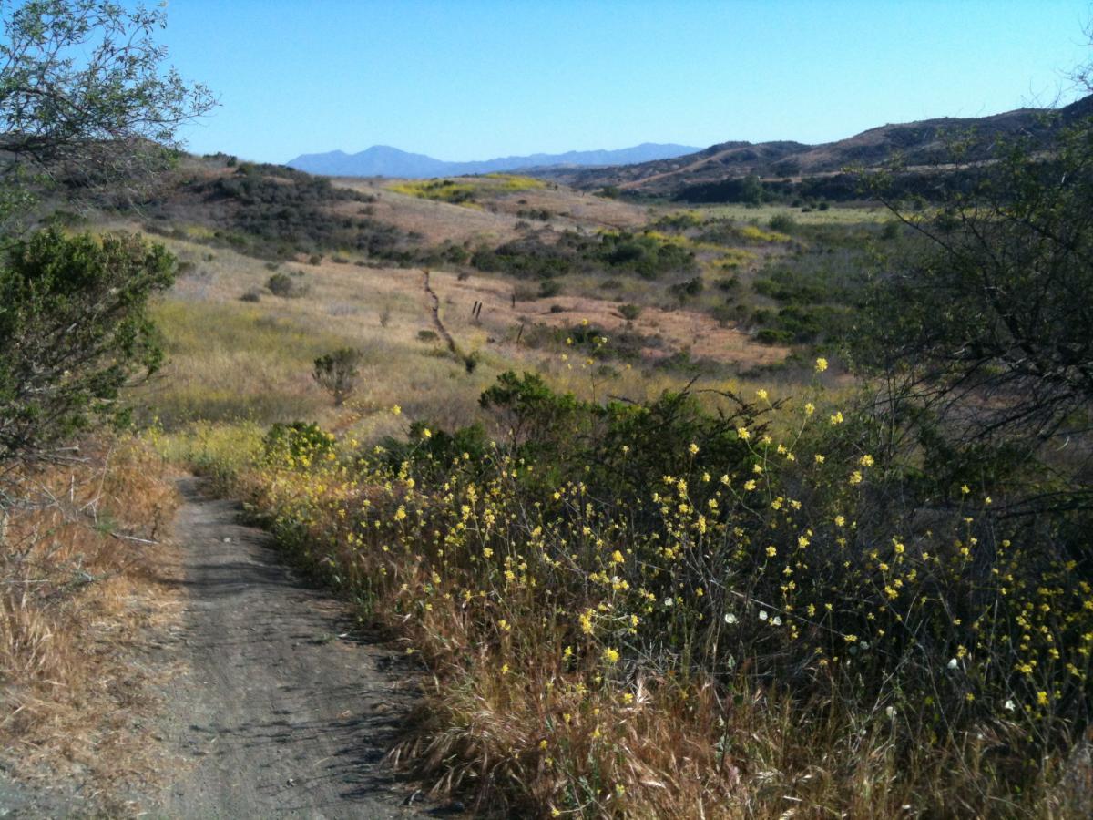 A dirt path winding through a hillside landscape covered with yellow wildflowers and green shrubs, leading toward distant mountains under a clear blue sky. San Clemente Singletracks mountain bike trail.