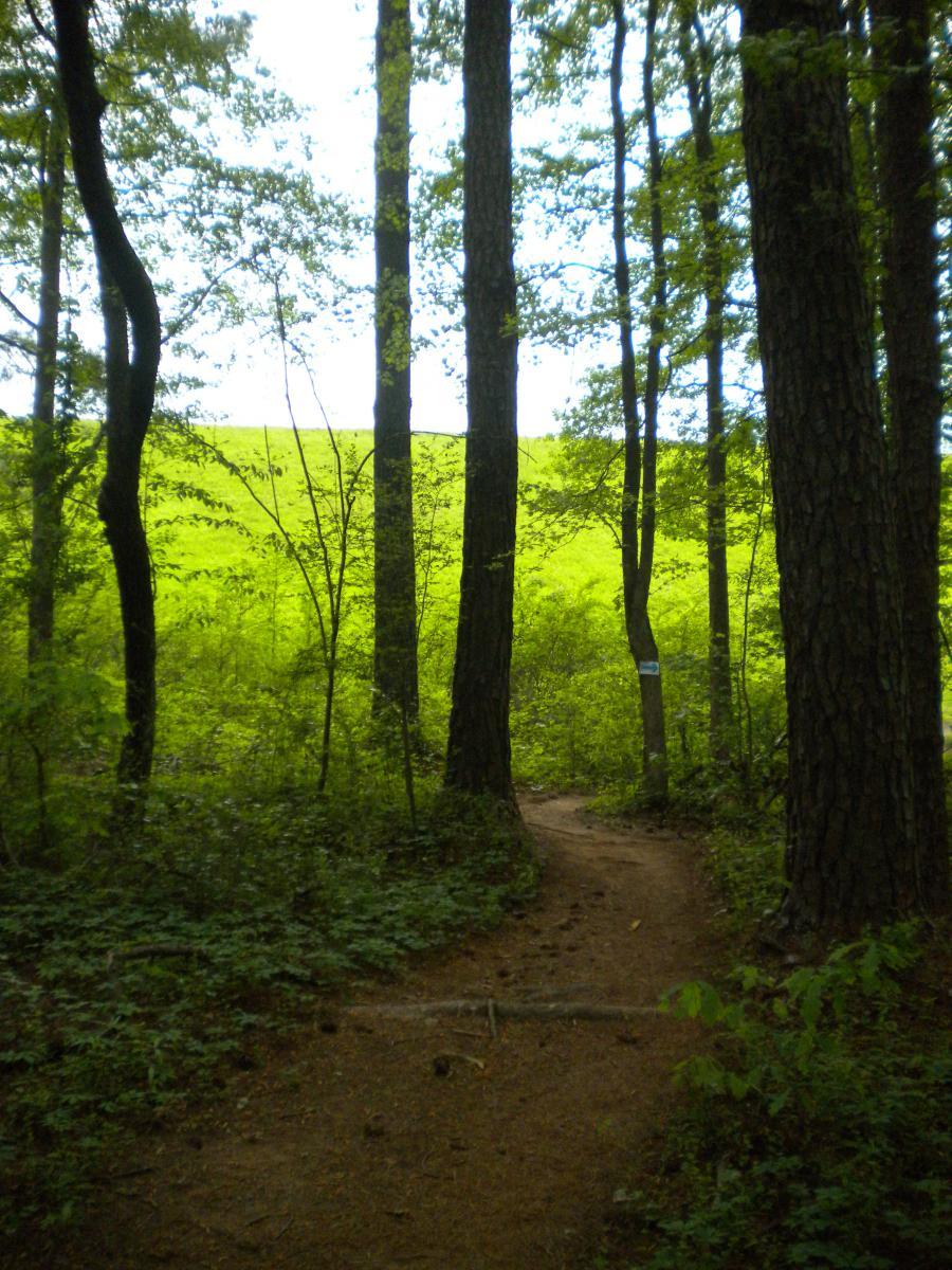 A winding dirt path surrounded by tall trees, leading toward a bright green hillside in the distance. The scene captures a peaceful forest atmosphere with lush foliage and natural light filtering through the leaves. Fort Yargo State Park mountain bike trail.