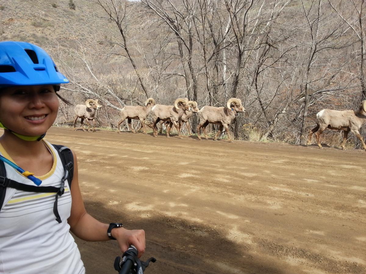 A smiling person wearing a blue helmet stands on a dirt road, with several bighorn sheep walking in the background. The setting features dry trees and a mountainous landscape. Waterton Canyon mountain bike trail.