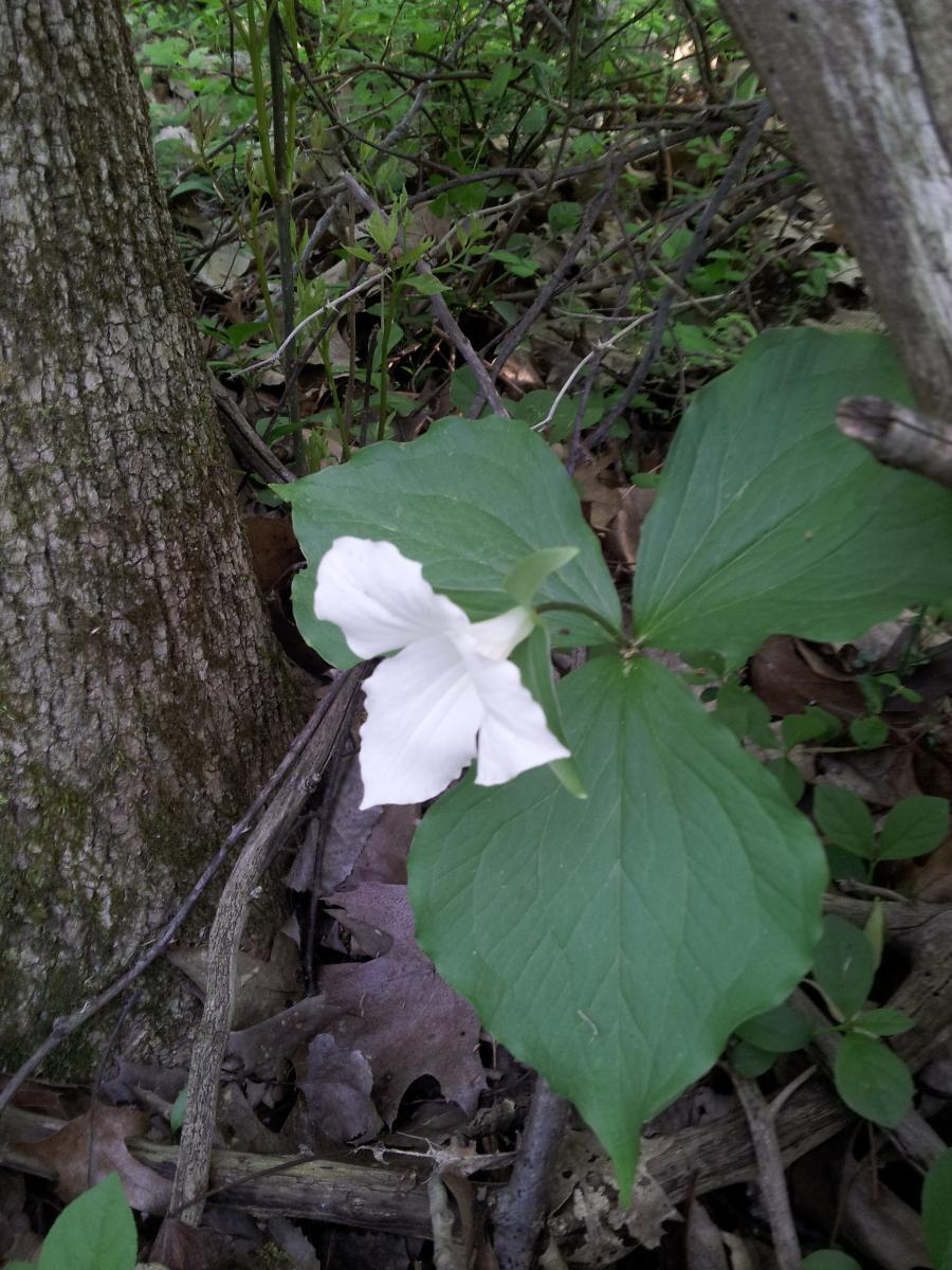 A white trillium flower blooming near a tree trunk, surrounded by green leaves and forest debris. The background includes various shades of green from plants and leaves. Cannonsburg State Game Area mountain bike trail.