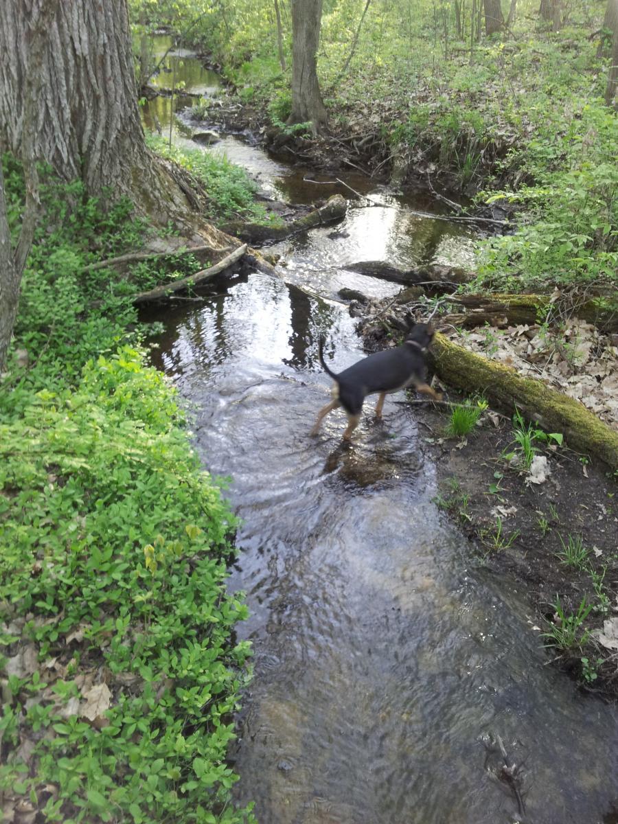 A small dog walking through a shallow stream surrounded by lush greenery and trees. The water reflects the natural surroundings, and fallen branches and leaves are visible on the bank. Cannonsburg State Game Area mountain bike trail.