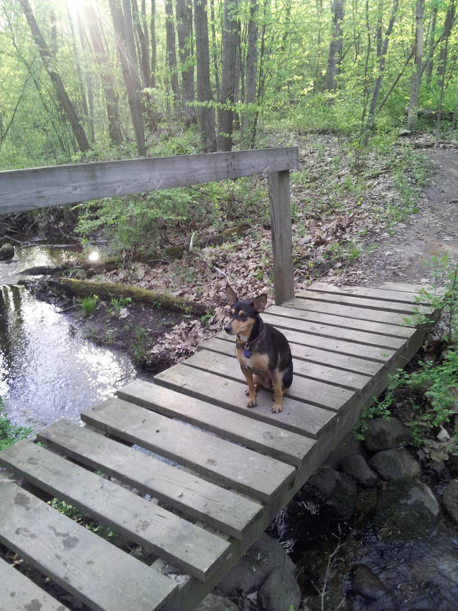 A small dog sits on a wooden bridge over a stream in a lush green forest. Sunlight filters through the trees, highlighting the vibrant foliage. Cannonsburg State Game Area mountain bike trail.