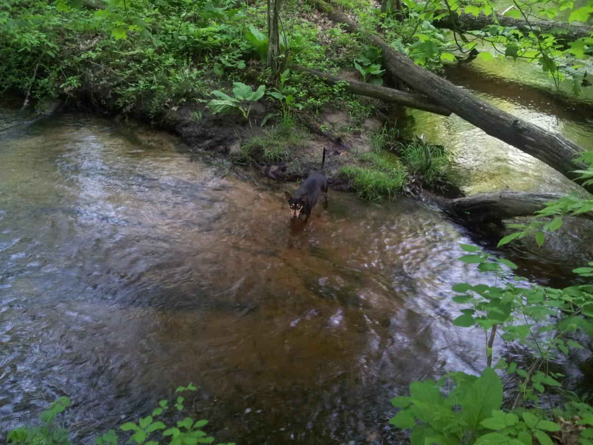A dog standing in a shallow, flowing stream surrounded by lush green foliage and trees. Luton Park Trail mountain bike trail.
