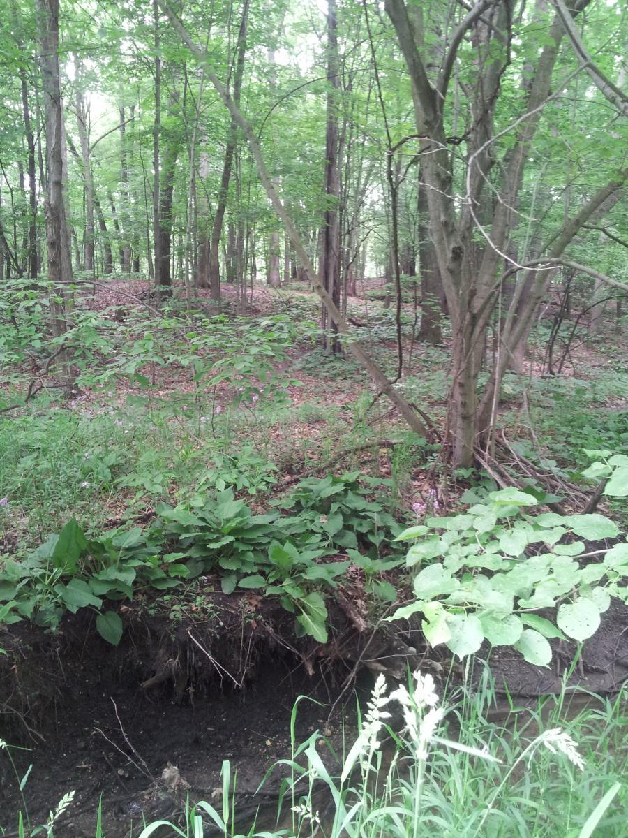 A serene forest scene featuring lush green vegetation, tall trees, and a small creek. The ground is covered with various plants and leaves, creating a natural, peaceful atmosphere. Edwards Creek mountain bike trail.
