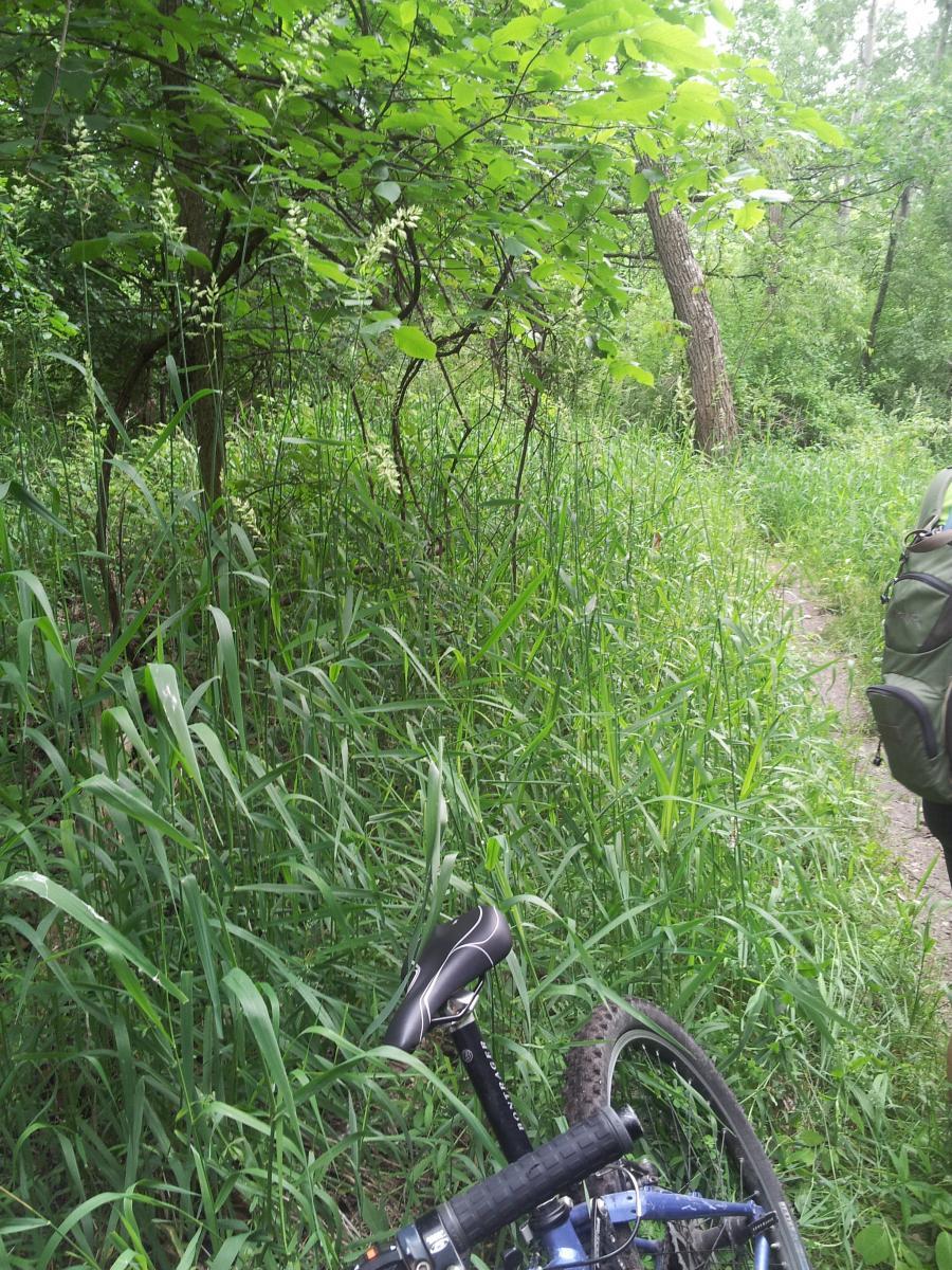 A blue mountain bike lies on its side in tall green grass, surrounded by dense foliage and trees along a narrow trail in a wooded area. Edwards Creek mountain bike trail.
