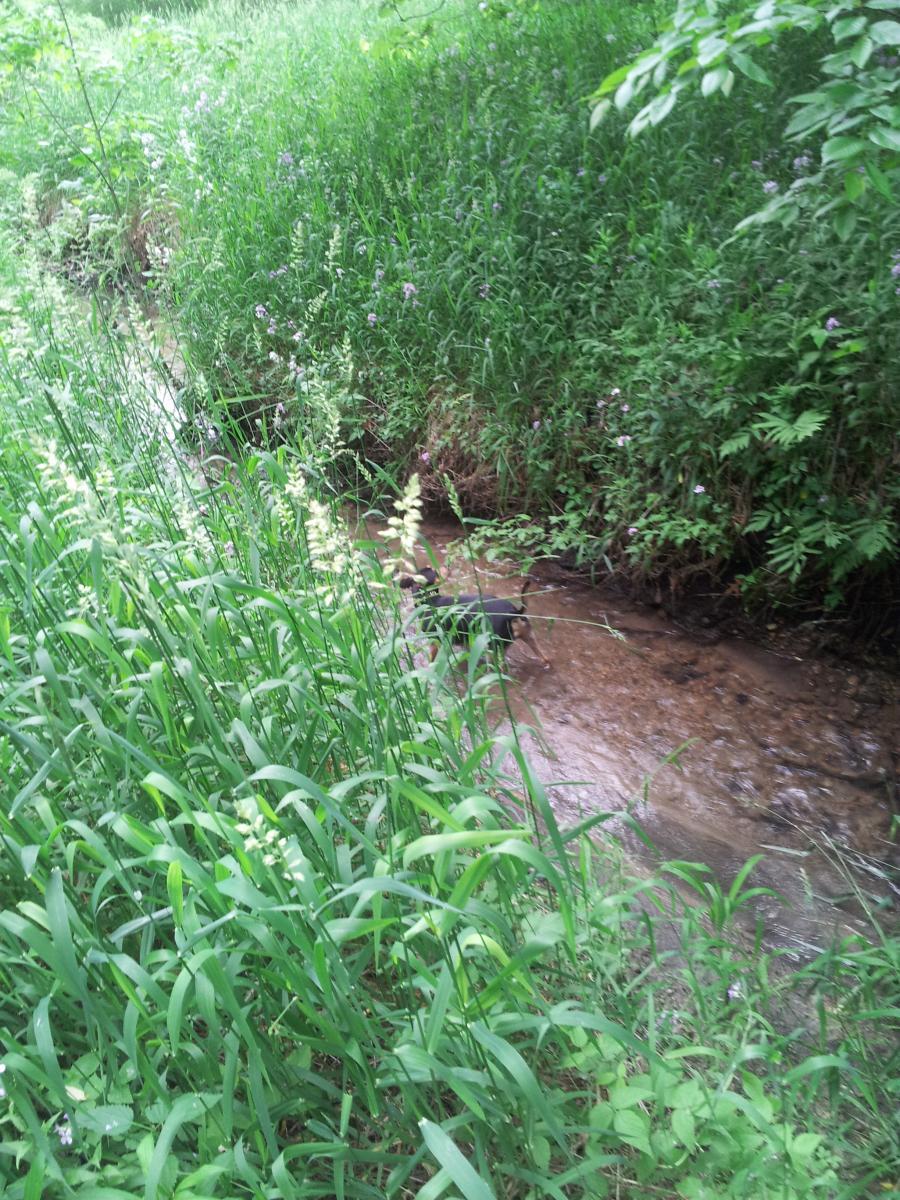 A serene natural scene featuring a small, gently flowing creek surrounded by lush green grass and wildflowers. The area is densely vegetated, creating a peaceful ambiance in a landscape filled with greenery. Edwards Creek mountain bike trail.