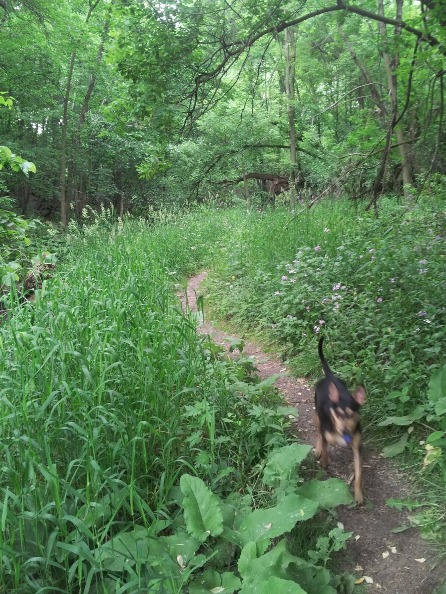 A narrow dirt path meanders through a lush green forest, flanked by tall grasses and wildflowers. A dog is seen in motion along the trail, with trees and dense foliage creating a vibrant backdrop. The scene conveys a sense of tranquility and nature. Edwards Creek mountain bike trail.