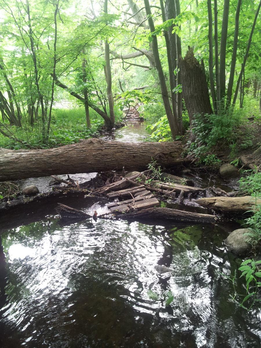 A peaceful forest scene featuring a small, winding stream surrounded by lush green trees and vegetation. A fallen log lies across the foreground, with scattered branches and rocks visible in the water. The scene captures the tranquil essence of nature, with sunlight filtering through the leaves. Edwards Creek mountain bike trail.