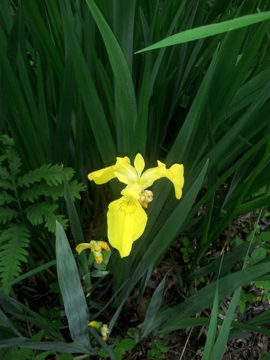 A vibrant yellow iris flower with delicate petals, surrounded by lush green foliage, including long grass and ferns. Cannonsburg Ski Area mountain bike trail.