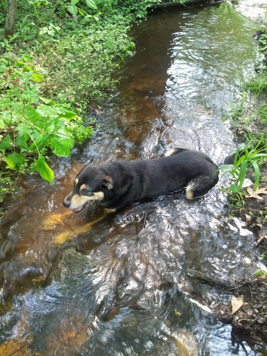 A dog wading in a shallow stream surrounded by lush greenery and trees. The water is slightly murky, and the dog appears to be enjoying its time in the cool water. Cannonsburg State Game Area mountain bike trail.