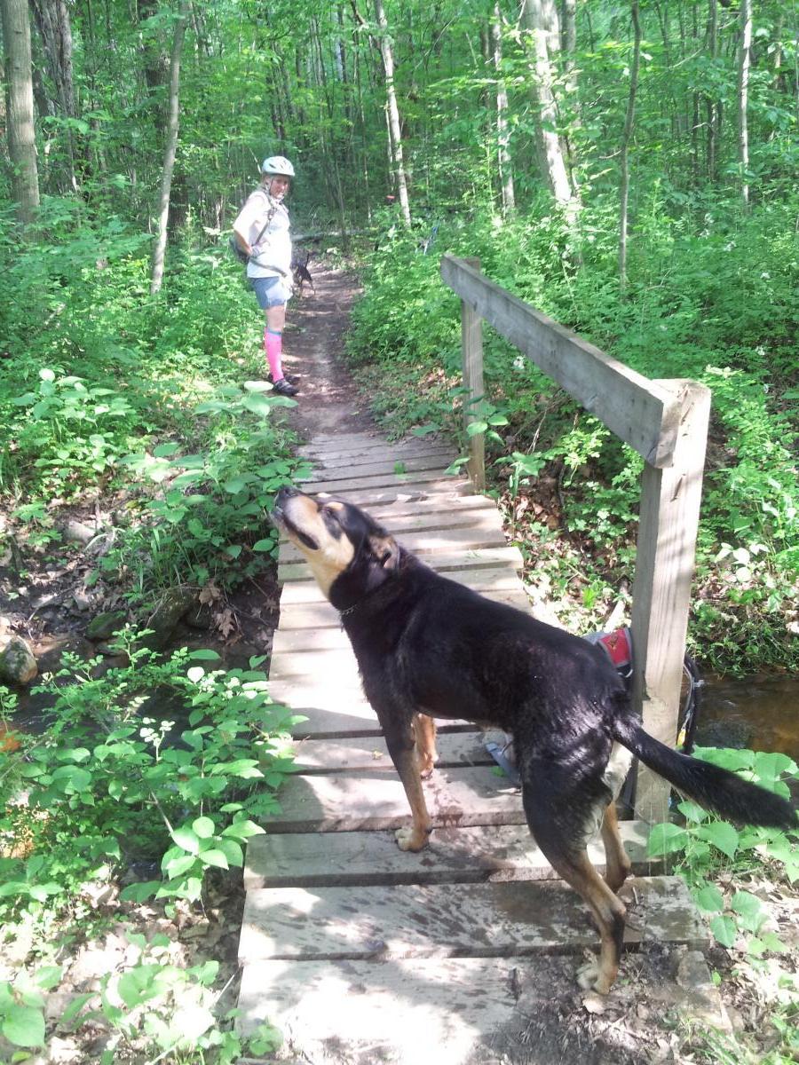 A dog standing on a wooden bridge in a forested area, looking back towards a person wearing a helmet and pink socks. The path is surrounded by lush green foliage and trees, creating a tranquil outdoor scene. Cannonsburg State Game Area mountain bike trail.