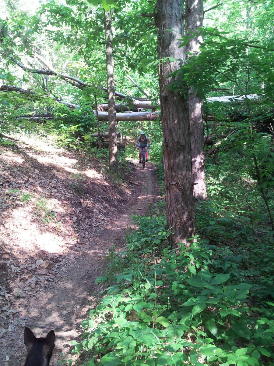 A person riding a bike on a dirt trail through a lush green forest, surrounded by tall trees and dense foliage. A dog is seen in the foreground, with the trail winding ahead into the trees. A fallen log can be seen in the background, partially blocking the path. Cannonsburg State Game Area mountain bike trail.