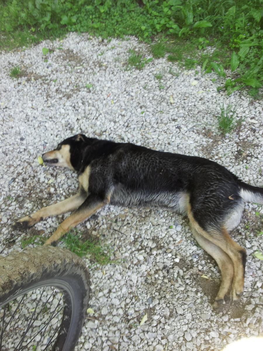 A relaxed dog lying on a gravel path, surrounded by greenery. The dog appears content and is resting comfortably, with a bicycle tire partially visible in the foreground. Cannonsburg State Game Area mountain bike trail.