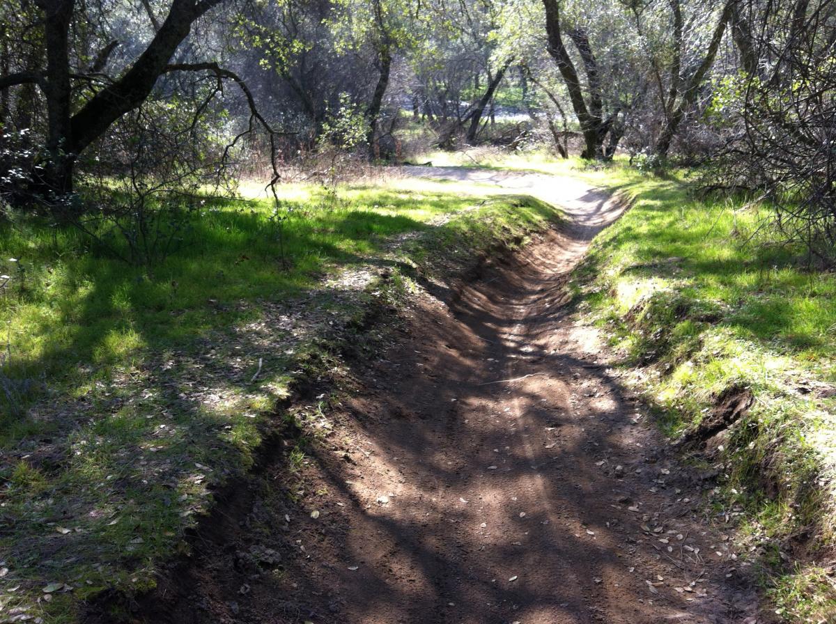A dirt path winding through a sunlit forest, surrounded by vibrant green grass and trees. The path is slightly sunken and flanked by vegetation, creating a tranquil, natural setting. Granite Bay Trail mountain bike trail.
