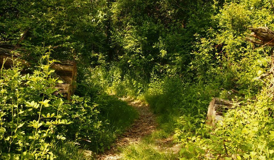 A narrow dirt path winding through a lush green forest, surrounded by dense foliage and scattered logs. Sunlight filters through the trees, illuminating the trail ahead. Stewart State Forest mountain bike trail.