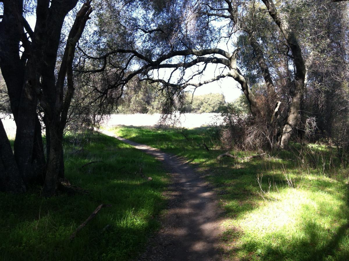 A winding dirt path surrounded by trees, with sunlight filtering through the branches, leading into a grassy area. The scene is peaceful and natural, suggesting a serene outdoor setting. Granite Bay Trail mountain bike trail.