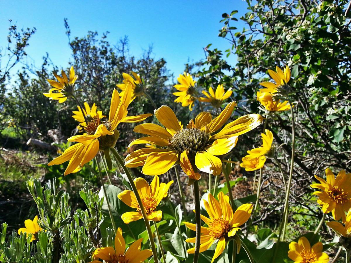 A close-up view of vibrant yellow wildflowers in a natural setting, with a clear blue sky in the background. The flowers have broad petals and are surrounded by leafy green plants and shrubs, creating a cheerful and lively scene. Avon Connector mountain bike trail.