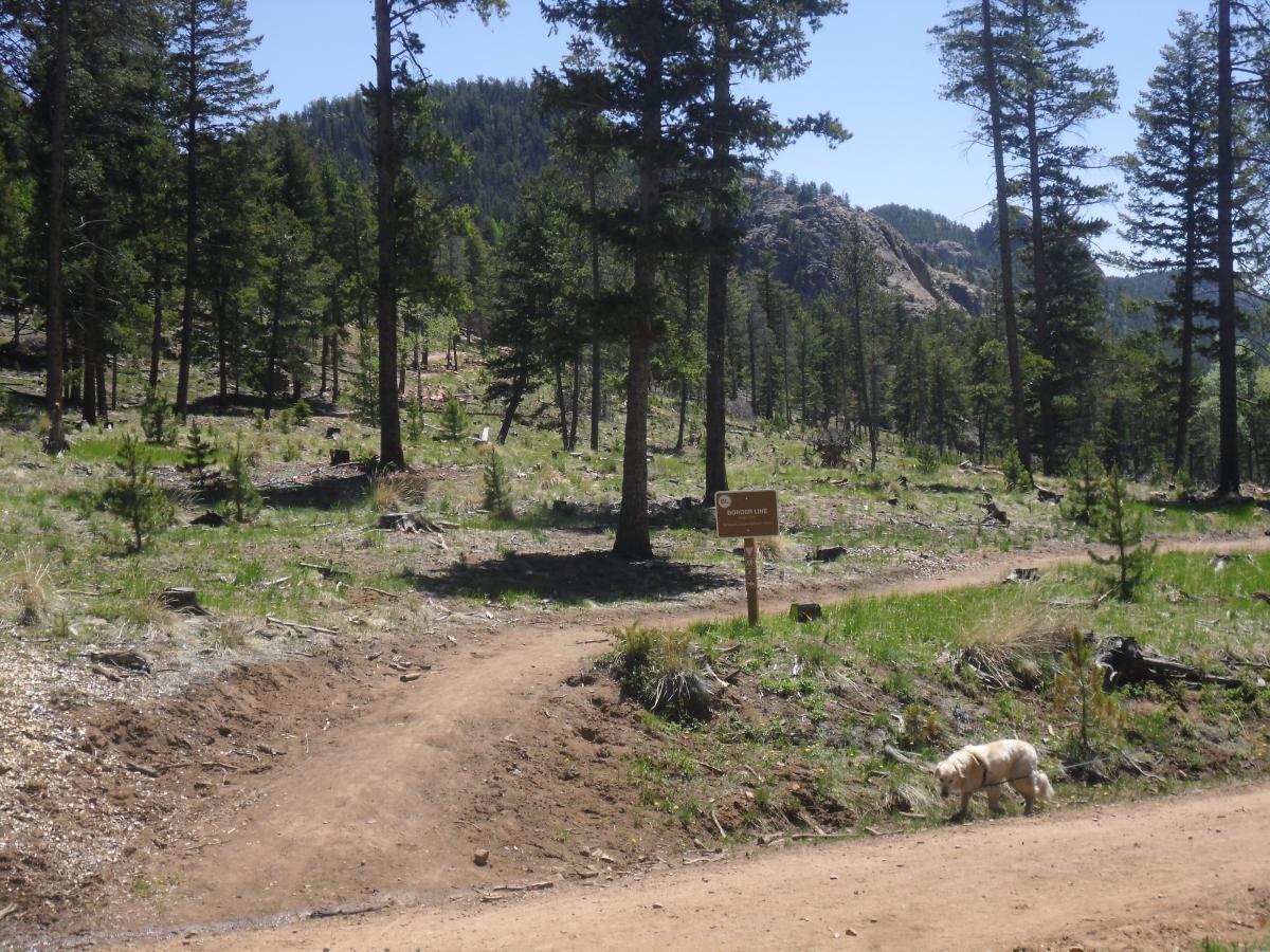 A sunny forest scene featuring a dirt trail winding through tall pine trees. A sign reads "Borderline," and a small dog is seen near the trail. The landscape includes patches of grass and rocky formations in the background. Staunton State Park mountain bike trail.