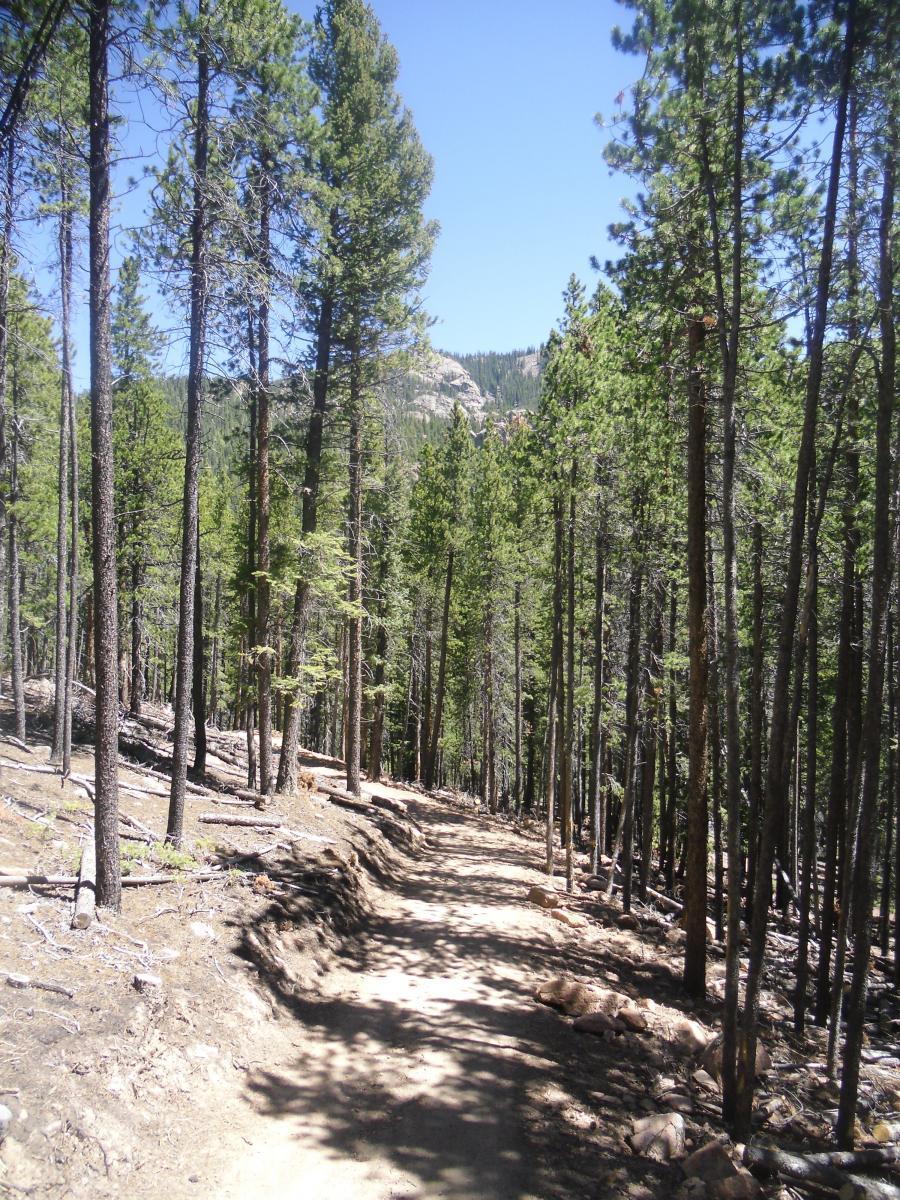 A winding dirt path through a dense forest of tall evergreen trees, with sunlight filtering through the branches and illuminating the trail. In the background, hills and rocky formations can be seen under a clear blue sky. The ground is lined with small rocks and fallen branches, creating a natural, rugged landscape. Staunton State Park mountain bike trail.